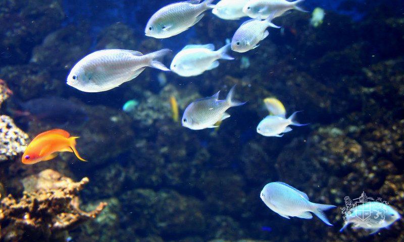 Лондонский аквариум «Морская жизнь» (SEA LIFE London Aquarium)