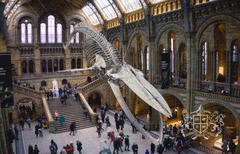 Музей естествознания в Лондоне: здесь живут динозавры