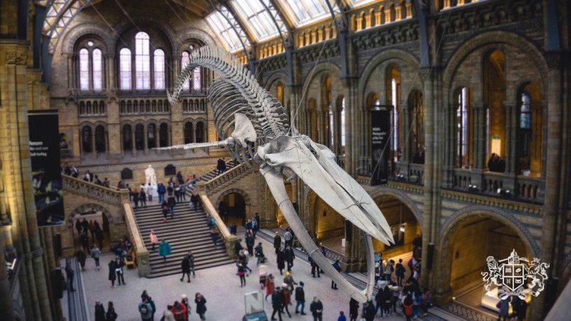 Музей естествознания в Лондоне: здесь живут динозавры