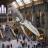 Музей природознавства в Лондоні: тут живуть динозаври